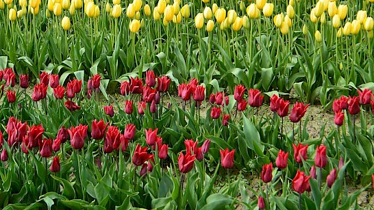 pluktuin Bloemetje Geluk