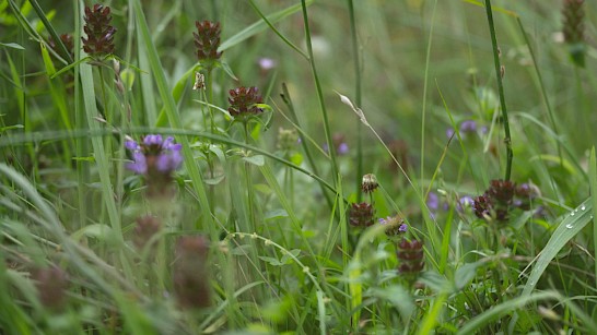 Plattelandsvraagstuk 300.000 ha voor biodiversiteit