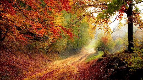 Herfstlandschap: Week van het landschap