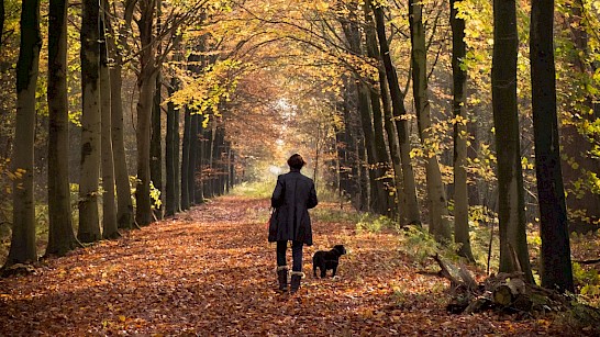 Boswachterspad Staatsbosbeheer Hondsrug Beek en Bos