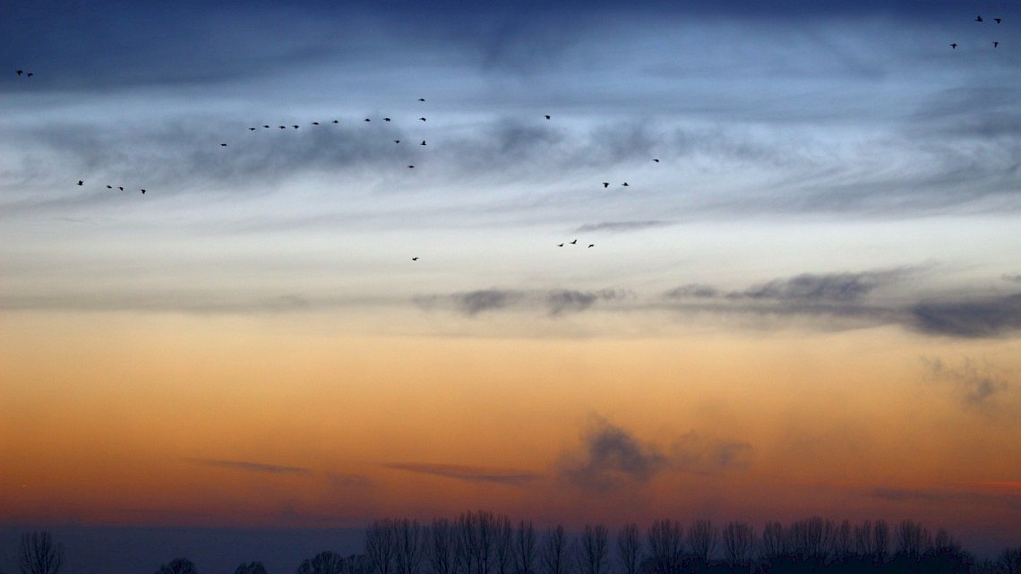 Nationale parken zetten de vogeltrek in Nederland op de kaart