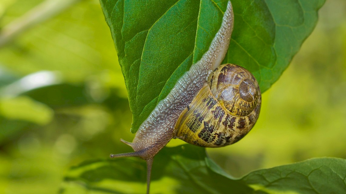 Slakken in de tuin