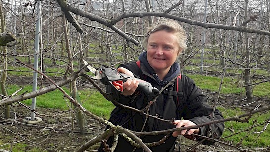 Annemiek snoeit de bomen die straks in het voorjaar weer volop vruchten dragen.