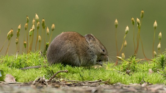 rosse woelmuis, foto Michiel Schaap