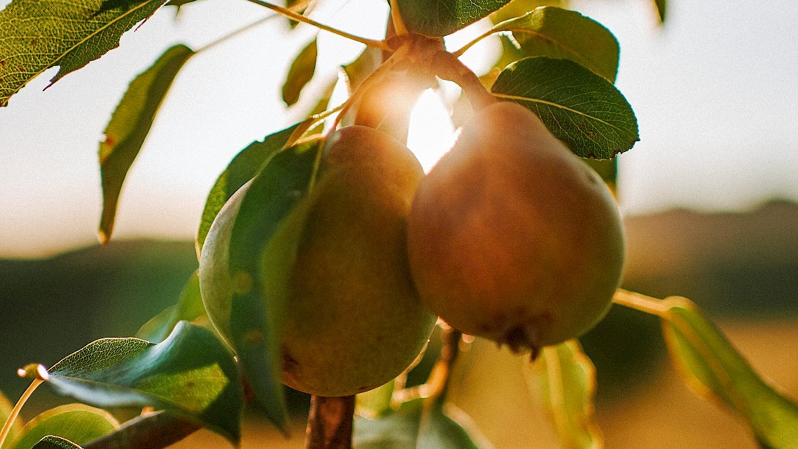 Fruitshow Museumtuin Doesburg