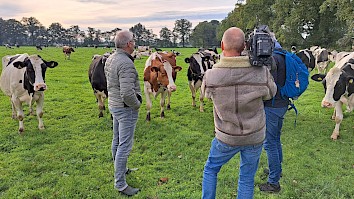 Klaas bevindt zich tussen de koeien