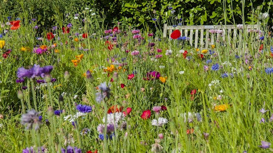 wilde bloementuin