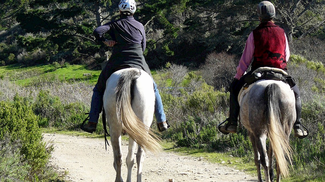 te paard over de Holterberg