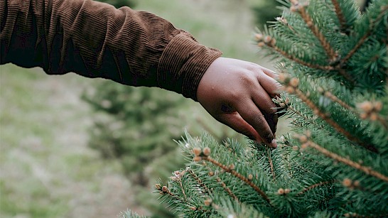 kerstboom kopen, tips waar op letten, beste kerstboom, kerstboom mooi houden kerstboom, verzorging kerstboom