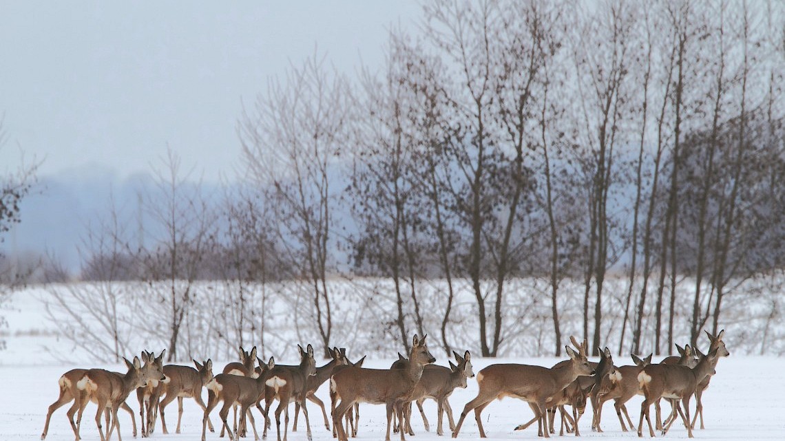 Sprong reeën, ree, sneeuw, winters landschap, herten, kudde, natuur